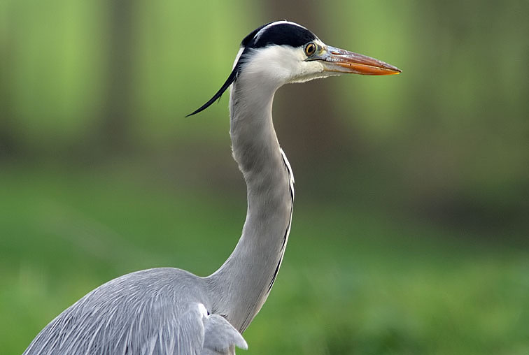 Blauwereiger011206